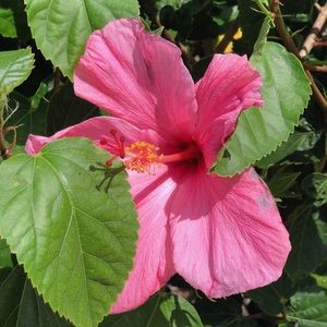 Meet your Posher, Sansanee